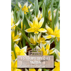 Tulip 'Tarda' (15 bulbs) image 0
