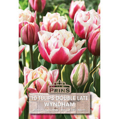 Tulip Double Late ‘Wyndham’ (10 Bulbs) image 0
