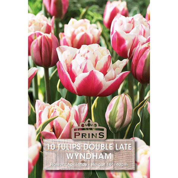 Tulip Double Late ‘Wyndham’ (10 Bulbs) image 0