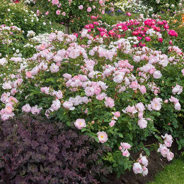 David Austin Scarborough Fair® (Ausoran) English Shrub Rose (6-Litre Pot) image 2