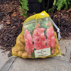 Gladioli Pink  with Large Pink Flowers (50 Bulbs) image 0