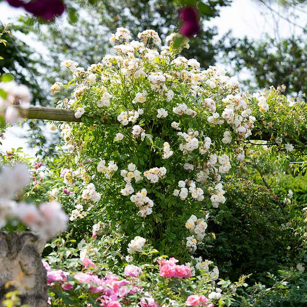 Ghislaine de Féligonde Rambling Rose (6-Litre Pot) image 1