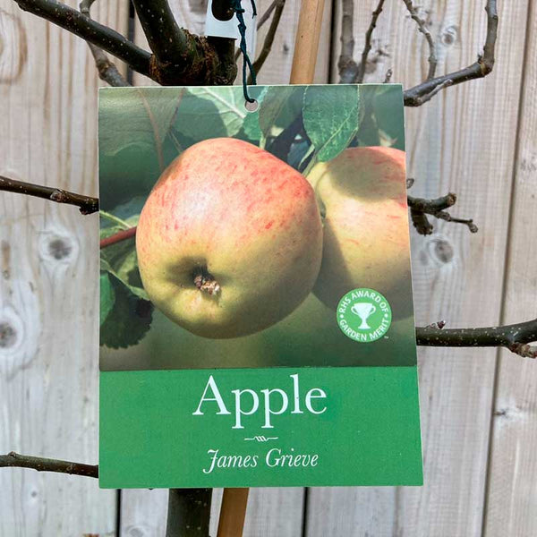 'James Grieve' Apple Tree (12 Litre Pot) image 0