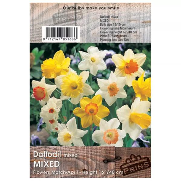 Narcissus 'Mixed' Daffodils (3kg bag) image 0