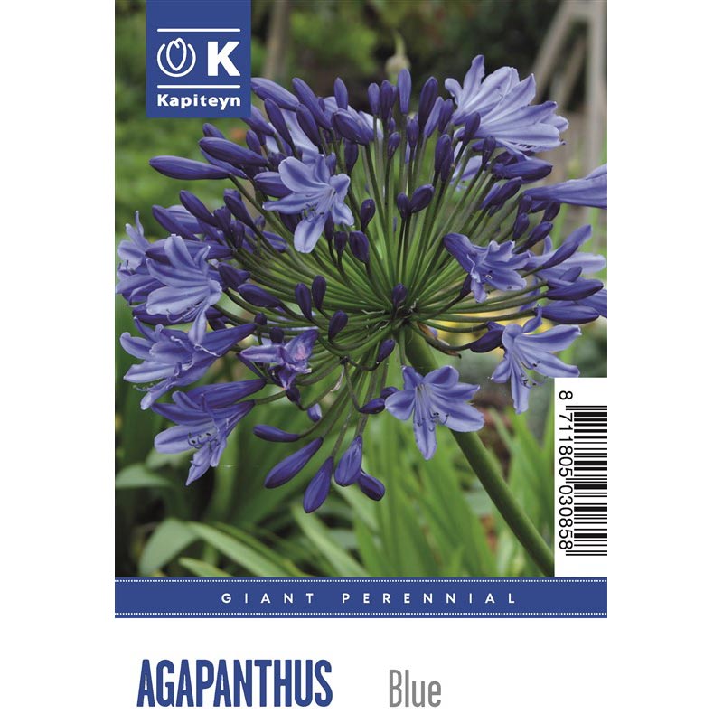 Giant Agapanthus Umbellatus Blue (1 Bulb) image 0
