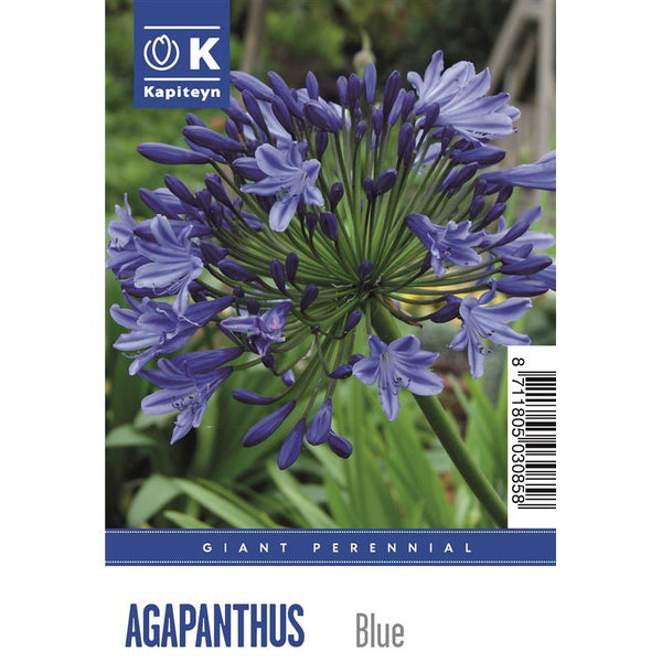 Giant Agapanthus Umbellatus Blue (1 Bulb) image 0