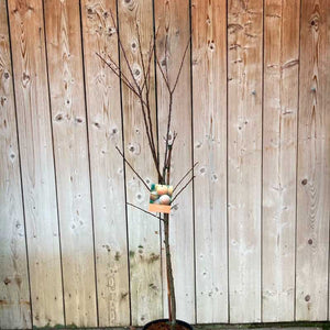 ‘Oullins Golden Gage’ Tree (12-Litre Pot) image 1