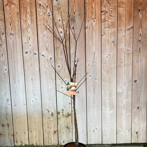 ‘Oullins Golden Gage’ Tree (12-Litre Pot) image 1