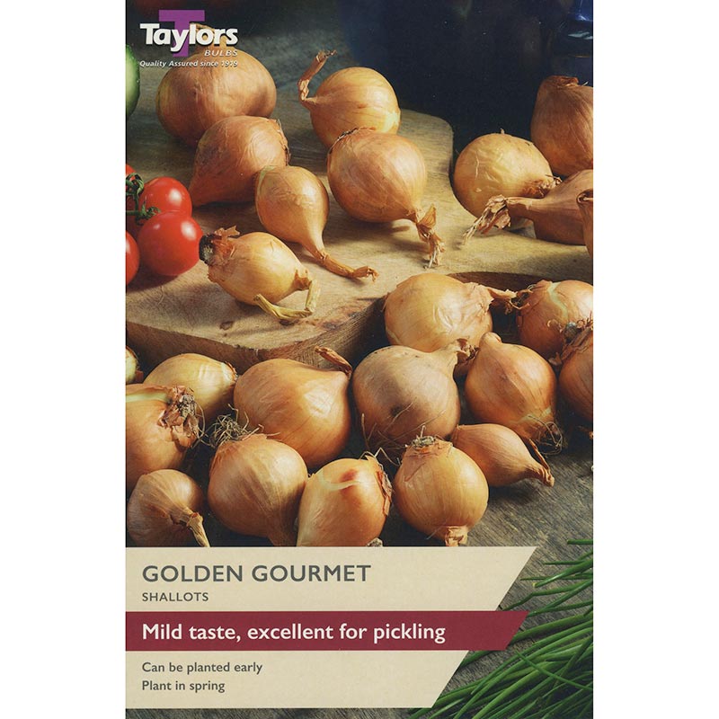 Golden Gourmet Shallot Sets (Pack of 12) image 0