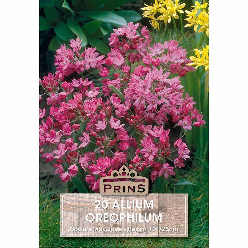 Allium ‘Oreophilum’ (20 Bulbs) image 0