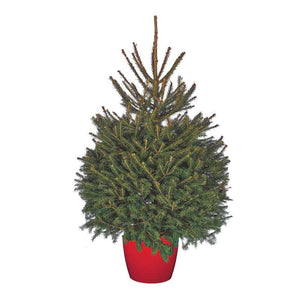Needlefresh Norway Spruce Pot Grown Christmas Tree image 4
