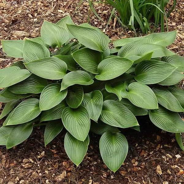 Hosta 'Devon Green' image 0