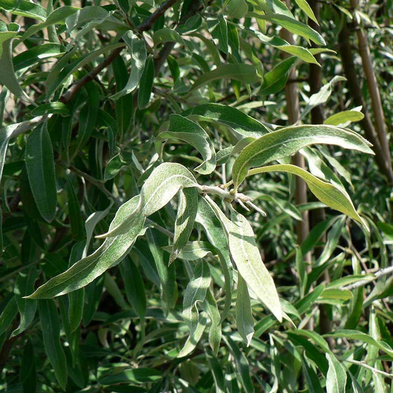 Pyrus salicifolia 'Pendula' Tree (Weeping Silver Pear) (12-Litre Pot) image 0
