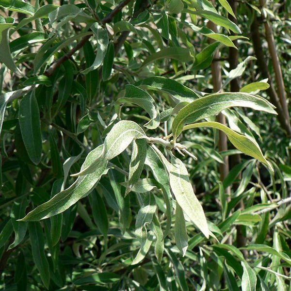 Pyrus salicifolia 'Pendula' Tree (Weeping Silver Pear) (12-Litre Pot) image 0