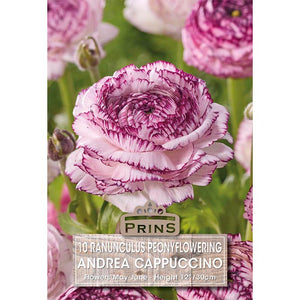 Ranunculus ‘Andrea Cappuccino’ (10 Bulbs) image 0