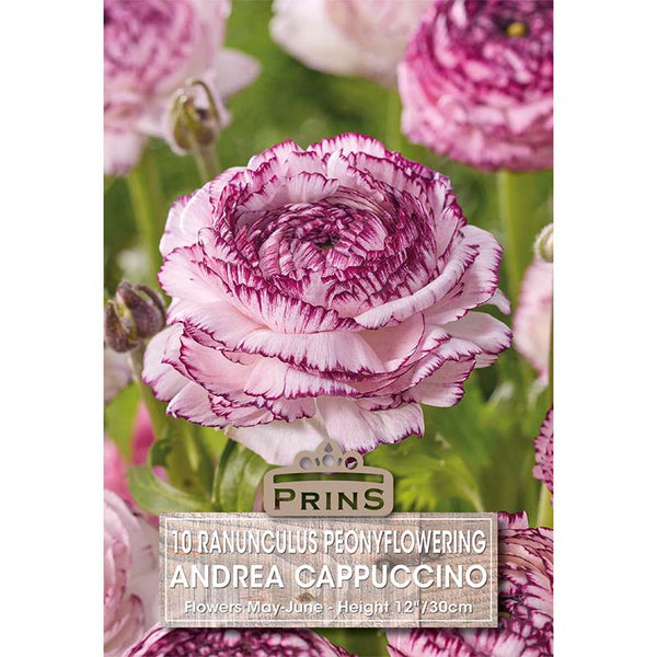 Ranunculus ‘Andrea Cappuccino’ (10 Bulbs) image 0