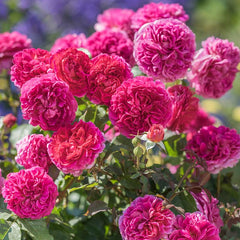 David Austin Gabriel Oak® English Shrub Rose (6-Litre Pot) image 0