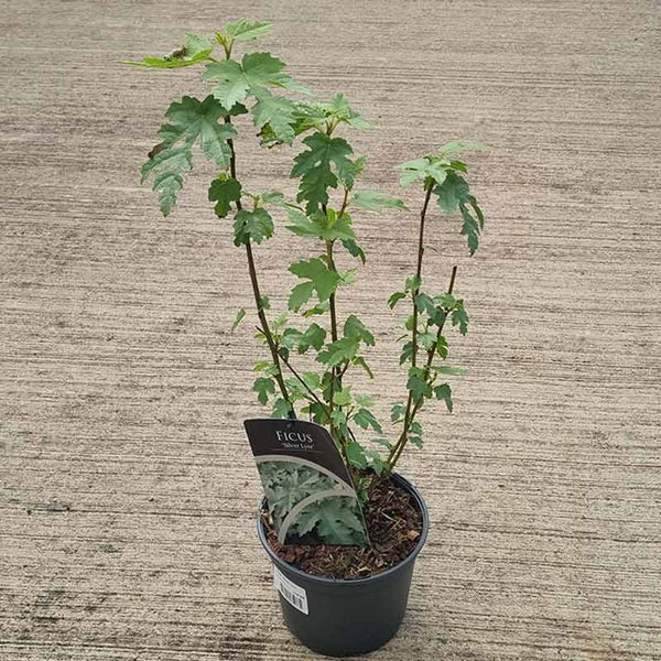 Ficus afghanistanica ‘Silver Lyre’ (2-Litre Pot) image 1