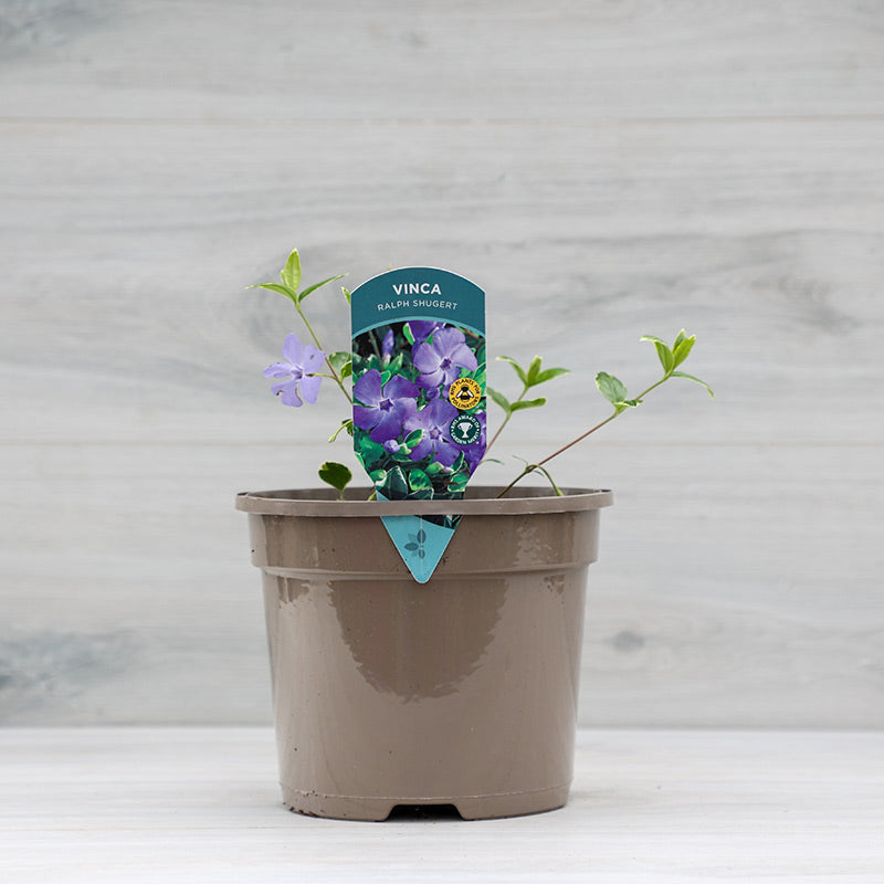 Vinca minor ‘Ralph Shugert’ (3-Litre Pot) image 0
