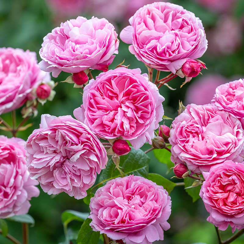 David Austin Penelope Lively® English Shrub Rose (6-Litre Pot) image 0