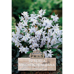 Scilla Mischtschenkoana ‘Misczenko Squill’ (10 Bulbs) image 0