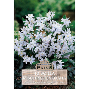 Scilla Mischtschenkoana ‘Misczenko Squill’ (10 Bulbs) image 0