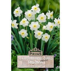 Narcissus 'Segovia' (10 bulbs) image 0