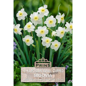 Narcissus 'Segovia' (10 bulbs) image 0