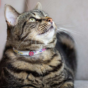 Joules Cambridge Cat Collar Twin Pack image 1