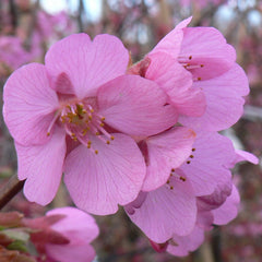 Prunus ‘Kursar’ Tree (Cherry Blossom) (12-Litre Pot) image 0