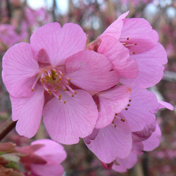 Prunus ‘Kursar’ Tree (Cherry Blossom) (12-Litre Pot) image 0