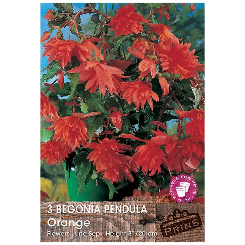 Begonia 'Pendula Orange' (3 tubers) image 0