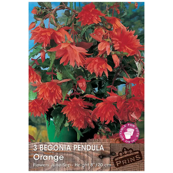 Begonia 'Pendula Orange' (3 tubers) image 0