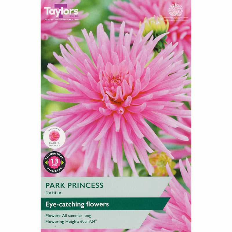 Dahlia Cactus/Border 'Park Princess' (1 Tuber) image 0