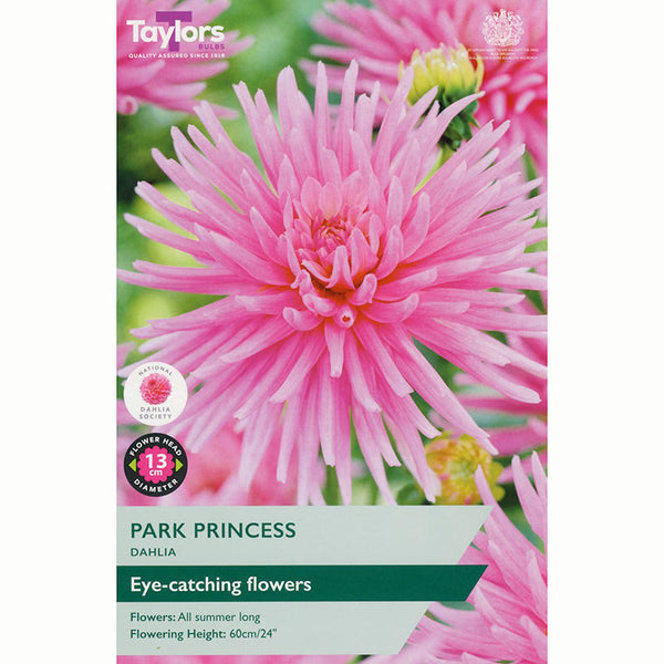 Dahlia Cactus/Border 'Park Princess' (1 Tuber) image 0