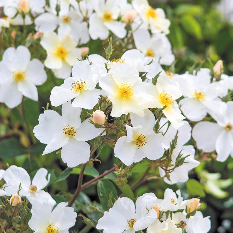 David Austin Kew Gardens® English Shrub Rose (6-Litre Pot) image 0