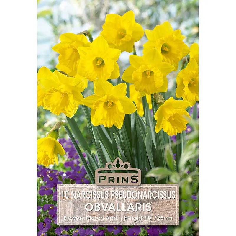 Narcissus 'Obvallaris' (10 bulbs) image 0
