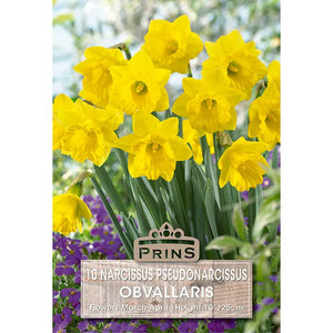 Narcissus 'Obvallaris' (10 bulbs) image 0