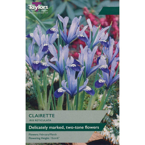 Iris Reticulata 'Clairette' (12 Bulbs) image 0