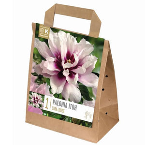 Paeonia Itoh 'Cora Louise' (1 bare root) image 0