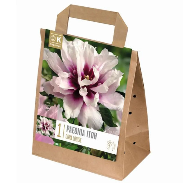 Paeonia Itoh 'Cora Louise' (1 bare root) image 0