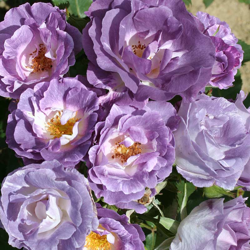 Whartons Roses ‘Blue for You’ Shrub Rose (3-Litre Pot) image 0
