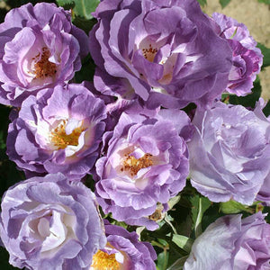Whartons Roses ‘Blue for You’ Shrub Rose (3-Litre Pot) image 0