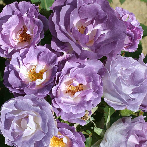 Whartons Roses ‘Blue for You’ Shrub Rose (3-Litre Pot) image 0