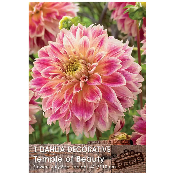 Dahlia Decorative 'Temple of Beauty' (1 tuber) image 0
