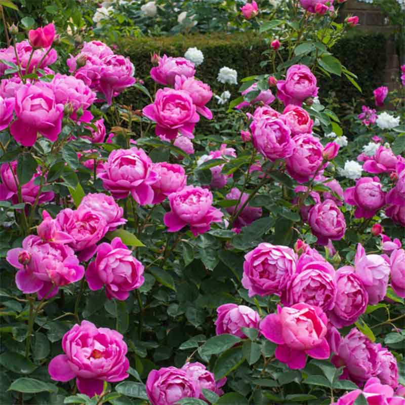 David Austin Royal Jubilee® English Shrub Rose (6-Litre Pot) image 0