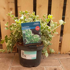 Euonymus fortunei 'Emerald Gaiety' (2 litre pot) image 0