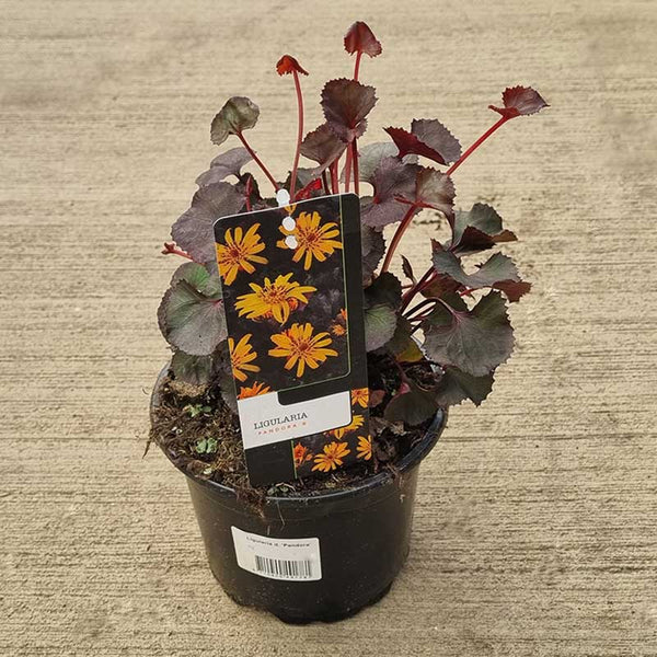 Ligularia dentata ‘Pandora’ (2-Litre Pot) image 0