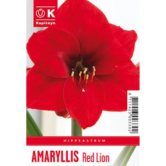 Amaryllis 'Red Lion' (1 bulb) image 0