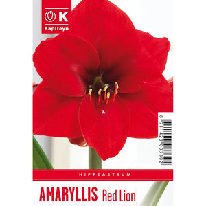 Amaryllis 'Red Lion' (1 bulb) image 0